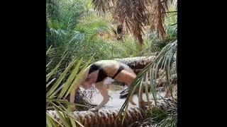 Woman Attempting The Wheel Pose On A Trunk Bit It Went Wrong