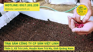 Ươm Giống Sâm Ngọc Linh - Công ty CP Sâm Việt Linh