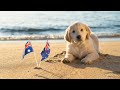 Australians urged to buy Australia Day merchandise at small businesses