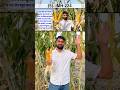 IMH 224 Maize Variety Details || Best Maize Seeds || Best Makka Seeds || Makka Ki Best Variety