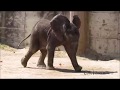 Baby Elephant Walk - Kibali Zoo Vienna