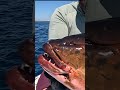 Red Sea Monster Fish Sneak Peek – GT, Amberjack, Bohar Snapper &amp; More!