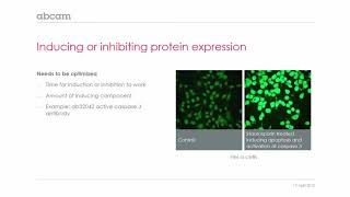 Fluorescent microscopy: Inducing or inhibiting protein expression