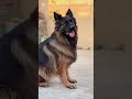 Stella’s Beautiful Growth Journey – From Puppy to Perfection