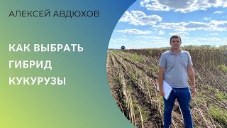 Как выбрать гибрид кукурузы: ФАО, интенсивность технологий, климат