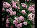 базальные побеги у роз, питомник роз полины козловой -  rozarium.biz ,basal shoots in roses
