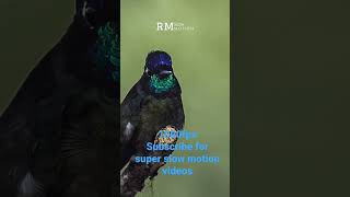 Download Mp3 talamanca hummingbird color change slowed down 40 times. #1000fps #slowmotion #superslowmotion Gudang lagu Download Mp3 talamanca hummingbird color change slowed down 40 times. #1000fps #slowmotion #superslowmotion