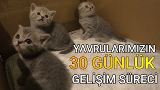 Yavru Kedilerimizin 30 GÜNLÜK büyüme serüveni /Our Kittens 30 DAYS growth process/3 Erkek Yavru Kedi