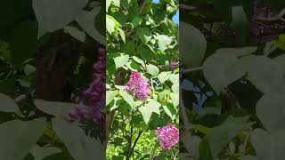 сирень цветы Москва май 2024/lilac flowers Moscow May 2024 #shrots #flowers #spring2024 #lilac