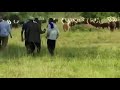 Enzjugano Of Wanyankole In Uganda Is A Source Of Livelihood Prosperity Wimbo Wa Kutoa Mahari Enzjugano Of Wanyankole In Uganda Is A Source Of Livelihood Prosperity Wimbo Wa Kutoa Mahari