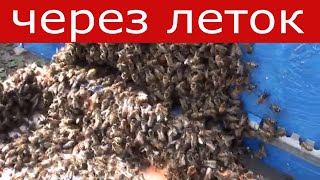 Объединение пчелосемей весной через леток