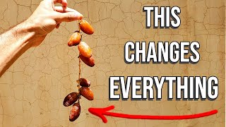 DATE DEEP DIVE - The Most Expensive Dates, Most Popular Dates, Different Ripeness (Dates In Algeria)