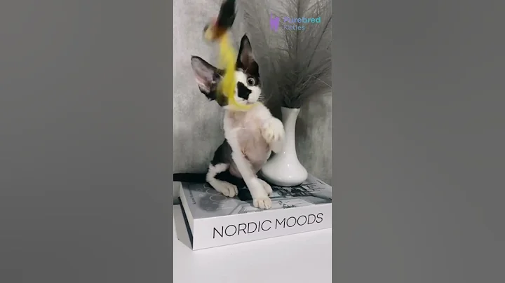 Watch the video about Meet Tiana