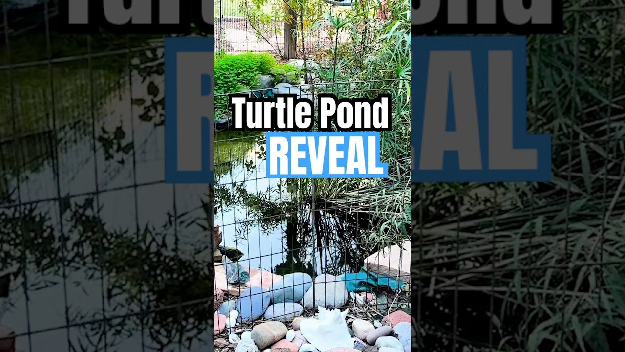 Turtle Pond Transformation Reveal.