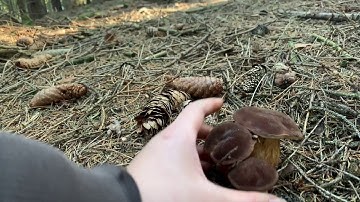 Houby 26.10.2019 - Đi Hái Nấm Rừng Toàn Gặp Ổ Nấm!!!