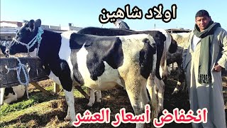 انخفاض بسيط لاسعار العجلات البقري العشر والرواخي ( سوق الاحد بدمنهور)19/ 12