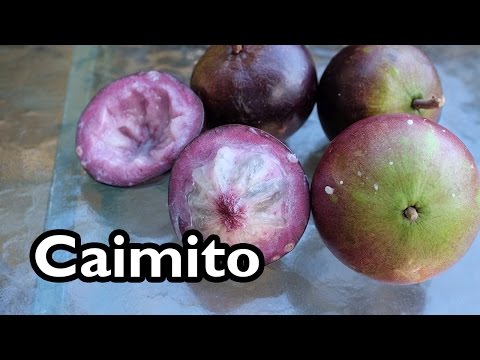 Video: What Is A Star Apple: Lær om Cainito-trædyrkning