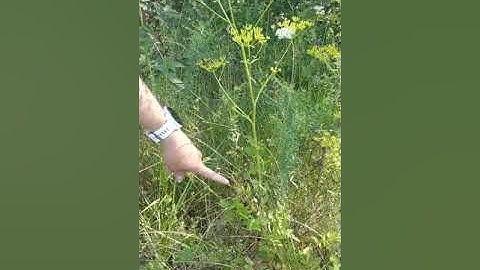 Wild Parsnip - Identification and Impacts