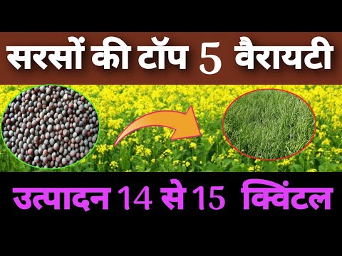 सरसों की टॉप 5 वैरायटी ✅ | mustard seeds top 5 varieties |