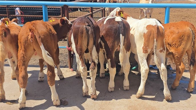 Aladdin porno parodiya Ikki shirin jojalar ishonchli tarzda katta xorozlarni minadilar