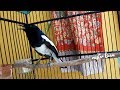 Suara Kacer Gacor Santai Ini Pandai Memancing Burung Kacer Lain Agar Ikut Gacor Dan Makin Bunyi Omkicau(.mp3 .mp4) Mp3 - Mp4 Download