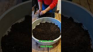 Semis Dœillets Dinde