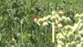 August Flowers, Butterflies and Purple Martins