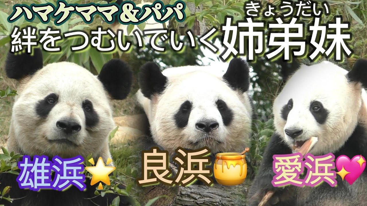 【ハマケママ＆パパ🐼】寝んね良浜🍯フリーズ雄浜🌟たけのこ降ってくる愛浜💖【伝説のパンダ一族】Giant Panda -Rauhin - LiangBang,XiongBang,AiBang