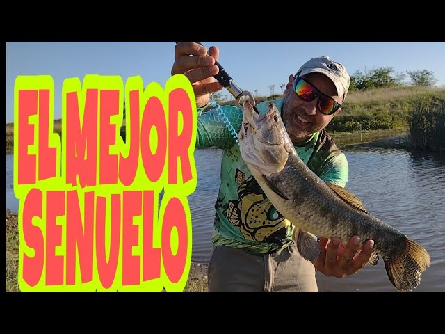 Combo 5 Señuelos Rana Dura Con Helice Ideal Pesca Tarariras