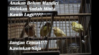 Tips menjodohkan kenari yang masih meloloh anakan