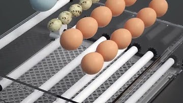 Incubadora Automática De Aves Corral Para Pollos, 36 Huevos