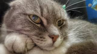 КОТУ-МЫШКУ! РОТВЕЙЛЕРУ-ИГРУШКУ! МНЕ БАЯН! КОТУ-МЫШКУ! РОТВЕЙЛЕРУ-ИГРУШКУ! МНЕ БАЯН!