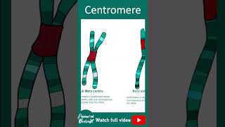 Centromere | classification of centromere | cell bio in 1 minute