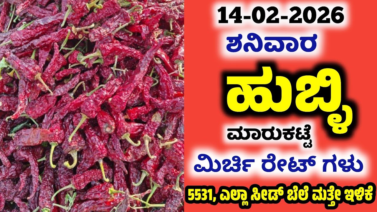 14-02-2026  Hubli Market Mirchi Rates | Today Mirchi Rate | Hubli Market | Byadgi Market 