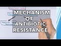 Mechanism of Antibiotic Resistance - YouTube