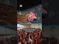Латвия – будущий лидер по производству яиц