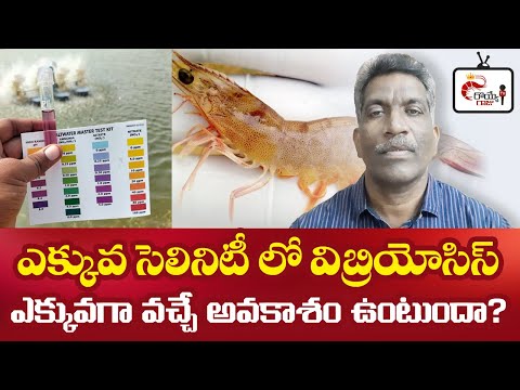 ఎక్కువ సెలినిటీ లో విబ్రియోసిస్ ఎక్కువగా వచ్చే అవకాశం ఉంటుందా? Vibriosis chances in High Salinity