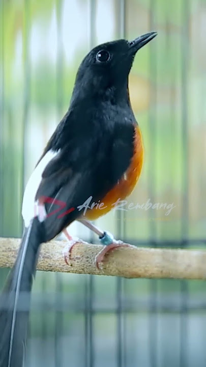 MURAI BATU NEMBAK SUARA JANGKRIK SAMBUNG LOVEBIRD