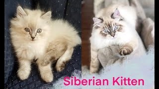 Siberian Kitten Growing Up | Siberian Kitten Playing