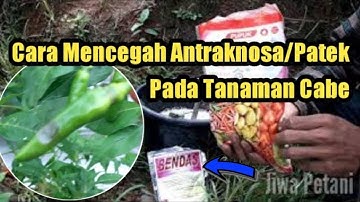 Mencegah Antraknosa Pada Cabai