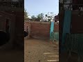 هجوم ذكر النعام دخل الشباك 