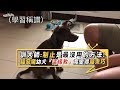 原來狗狗要這樣教！超調皮惡魔級幼犬竟變得超乖巧