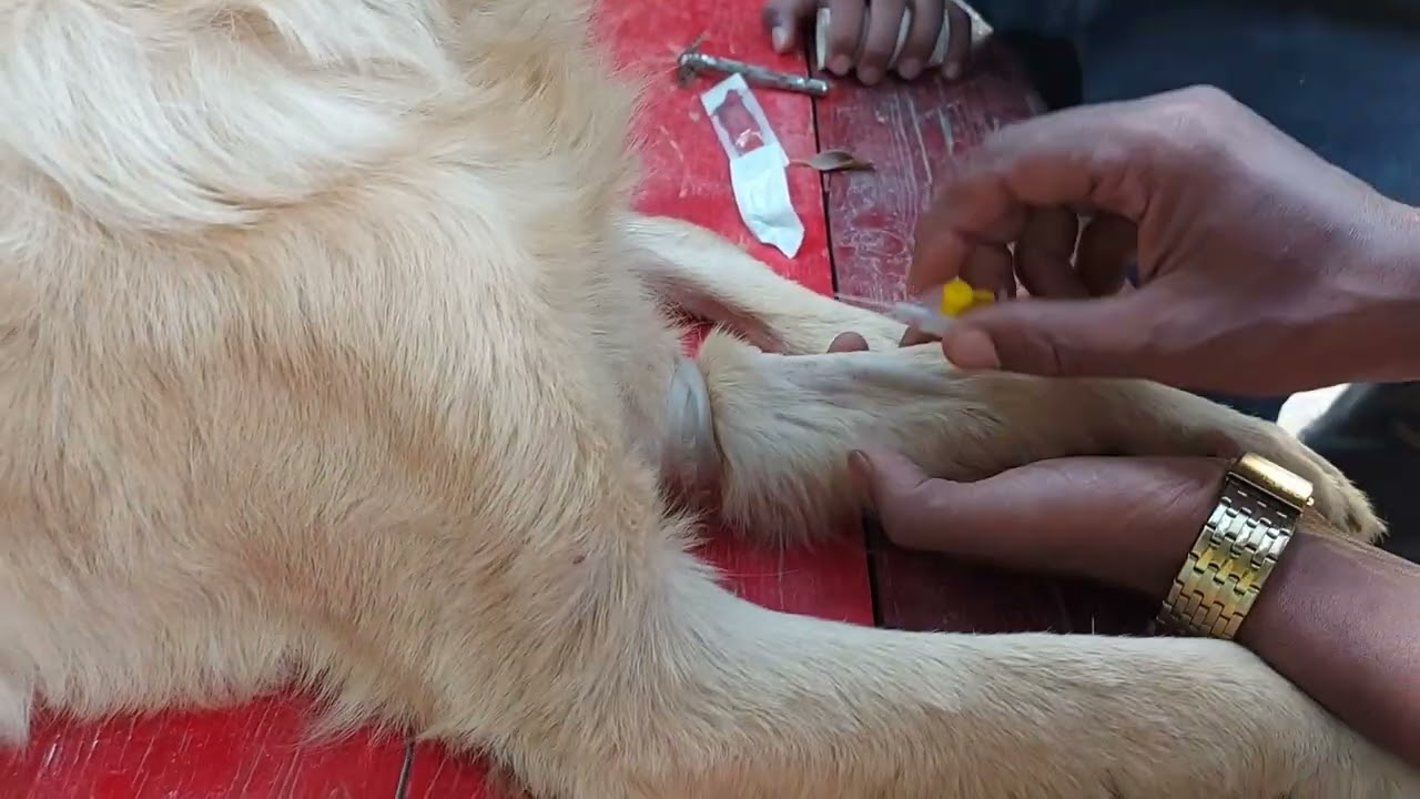 علقت المحلول للكلبه ولحقتها .طريقه بسيطه لعلاج الوريد .واتعلم تعالج كلبك بنفسك .وتحلقه من الموت