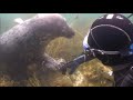 Scuba Diver Pets Seal Underwater - 1137634