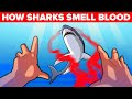 How Sharks Actually Smell Blood