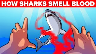 How Sharks Actually Smell Blood