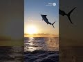 Let’s Introduce the Billfish #fish #fishshorts #sealife #oceanlife #oceanlifestyle #coolfish
