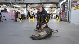 Chica the German Shepherd, A Young obedient dog in training by Protection Dogs WorldWide 1,878 views 5 months ago 1 minute, 54 seconds