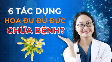 Bất Ngờ Với 6 Tác Dụng Chữa Bệnh Của Hoa Đu Đủ Đực | Dược Sĩ Lan