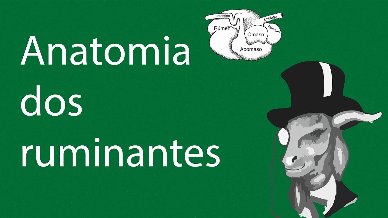 9 - Anatomia dos ruminantes - YouTube